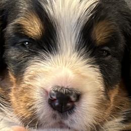 Girl 2 - Bernese Mountain Dog puppy in Port Huron, Michigan from Thumb Coast Bernese