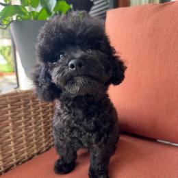 Legacy - Black male Poodle puppy in Griffin, Georgia from Rawls Lovely Little Tots