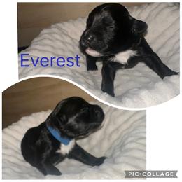 Portuguese Water Dog Puppies from Purely Opal