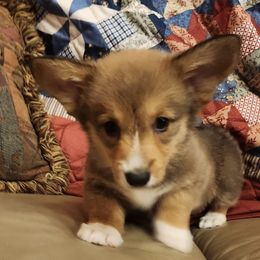 Sable boy - Sable and white male American Corgi puppy in Hampton, Tennessee from TC Farms Stock Dogs - Miniature Australian Shepherds