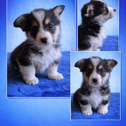 V-2. Valentino - Black and tan male Pembroke Welsh Corgi puppy in Sanford, Michigan from Tambali Pembroke Welsh Corgis