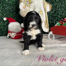 Violet girl - Phantom female Bernedoodle puppy in Modesto, California from Two Doods Doodles