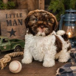 Bark Vader - Brindle and white male Cavatzu puppy in West Valley City, Utah from Pulley Puppies
