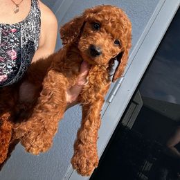 Ricky - Red  male Poodle puppy in Cape Coral, Florida from Katherine’s Yorkies and Poodles