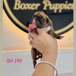 Girl 1 - Fawn female Boxer puppy in Orlando, Florida from Martinez AKC Boxers of Central Florida