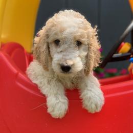 Goldendoodle Puppies from Goldendoodles of Vanhoy Farms