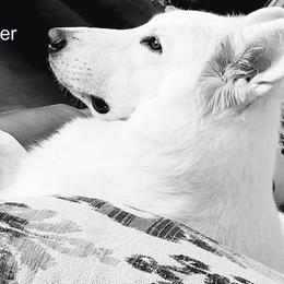 Berger Blanc Suisse and German Shepherd Puppies from Vom Hundhaus German Shepherds