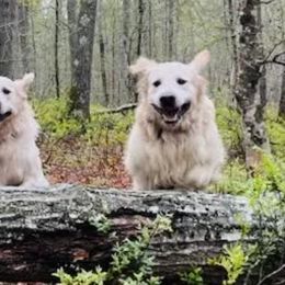 Golden Retrievers from Paws On the Path LLC