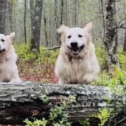 Golden Retrievers from Paws On the Path LLC
