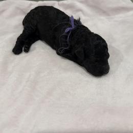 Poodle Puppies from Oodles of poodles LLC.