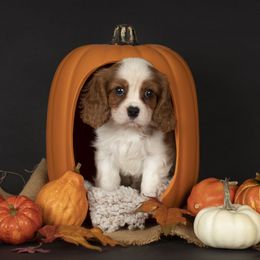 Jacob - Blenheim male Cavalier King Charles Spaniel puppy in Katy, Texas from Katy Cavaliers