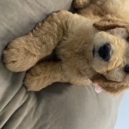 Goldendoodle Puppies from Jeanbeans Doodles