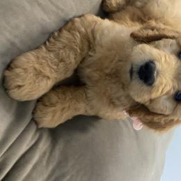 Goldendoodle Puppies from Jeanbeans Doodles