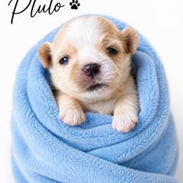 Pluto - White male Shih Tzu puppy in Rockmart, Georgia from Sonya Garrett