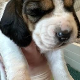 Basset Hounds from Glacier Ridge Basset Hounds