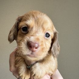 Cookie - Dapple male Dachshund puppy in Somerville, Texas from Shutt Pup's