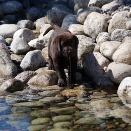 Labrador Retriever Puppies from Zumi's Labs