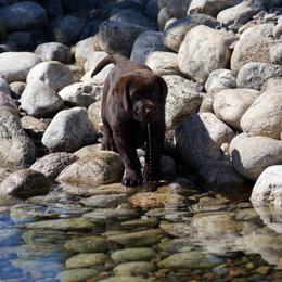 Labrador Retriever Puppies from Zumi's Labs