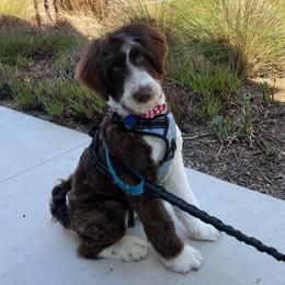 Aussiedoodle, Australian Shepherd, and Goldendoodle Puppies from Junipersdoodles