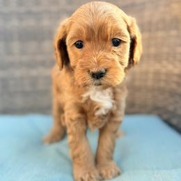 Steve (gray collar) - Apricot male Goldendoodle puppy in Twin Falls, Idaho from Magic Valley Family Doodles