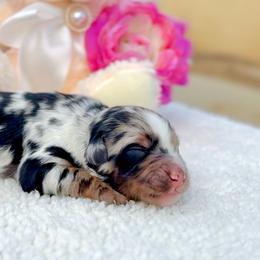 Calypso - Blue merle female Aussiedoodle puppy in Norco, California from DLT MiniAussie