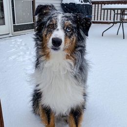 Australian Shepherds from Donna Mundey's Australian Shepherds