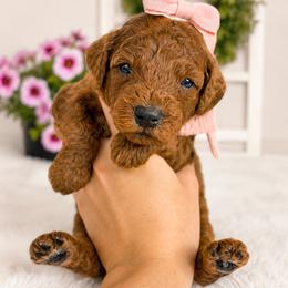 Grace - Red  female Goldendoodle puppy in Atlanta, Georgia from Teddy Puppies