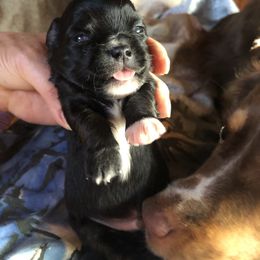 Harry Potter( now NOX) - Black male Chihuahua puppy in Amelia, Virginia from Pannell’s Precious Pups