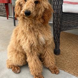 AKC Annie Rocket Red - Red  female Poodle puppy in Dalton, Georgia from Southern Charm Precious Paws