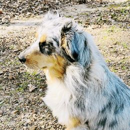 Titus  - Australian Shepherd