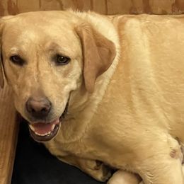 Labrador Retrievers from AM Labradors