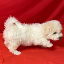 Milo - orange collar - White male Bichon Frise puppy in 63101 (St. Louis Metro Area), Missouri from BichonSTL