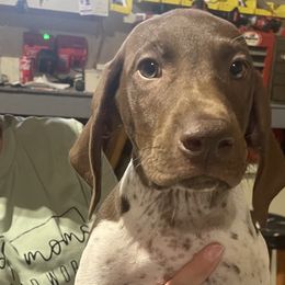 Boy 6 - Liver and white German Shorthaired Pointer puppy in Ellsworth, Minnesota from Zitzloff’s Pointers