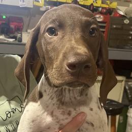 Boy 6 - Liver and white German Shorthaired Pointer puppy in Ellsworth, Minnesota from Zitzloff’s Pointers