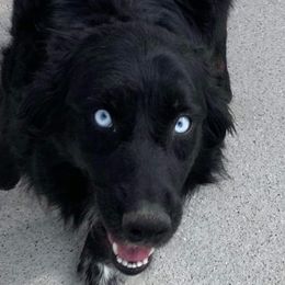 Jazz - Australian Shepherd