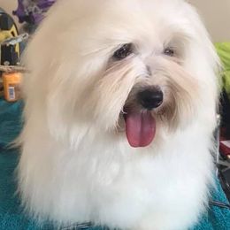 Biewer Terriers, Cotons de Tulear, Havanese, and Pugs from Liberty Show Dogs