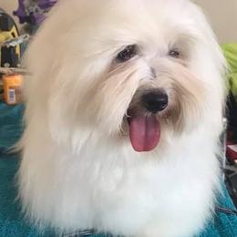 Biewer Terriers, Cotons de Tulear, Havanese, and Pugs from Liberty Show Dogs