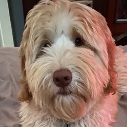 Jill - Australian Labradoodle