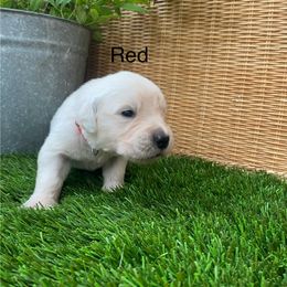 Golden Retriever Puppies from Silver Morning Farm