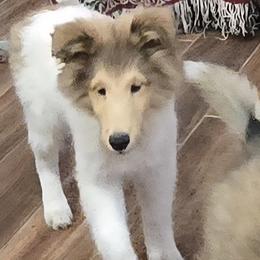 Benji (shortened from Benjamin Franklin) - White and sable male Shetland Sheepdog puppy in Waco, Texas from Patriot Shelties (not the scam person who stole my kennel name))