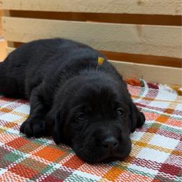 Yellow - Black male Labrador Retriever puppy in Heath Springs, South Carolina from Rich Hill Retrievers
