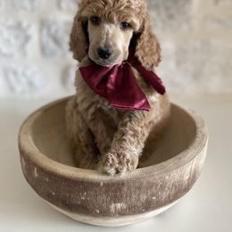 Bernedoodle, Goldendoodle, and Poodle Puppies from Central Valley Canine Companions