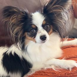 Mom - Papillon