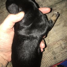 Girl 1 - Companion Cross puppy in Texas from Fulton Family Puppies