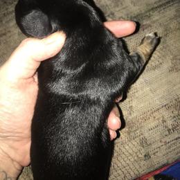 Girl 1 - Companion Cross puppy in Texas from Fulton Family Puppies