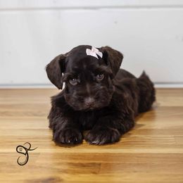 Sugar - Liver female Miniature Schnauzer puppy in Diamond Valley, Utah from JoJo's Schnauzers