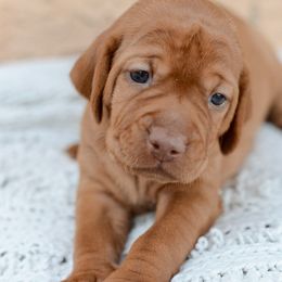 Vizsla Puppies from Ana Lane Vizslas