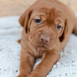 Vizsla Puppies from Ana Lane Vizslas