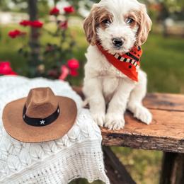 Goldendoodle Puppies from The Doodle Spot