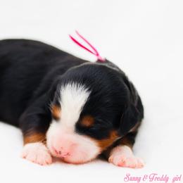 Gamora - Tri-color female Bernedoodle puppy in Diamond Bar, California from Furrytaildoodles